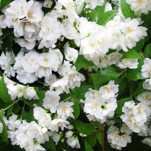 Philadelphus 'Mont Blanc' - Ebajasmiin  'Mont Blanc' TR18 